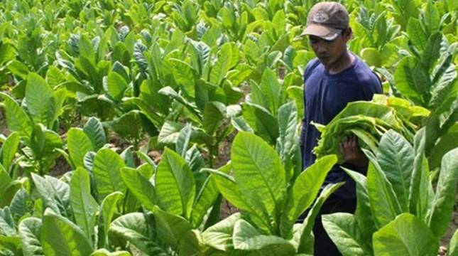 Bisa Mematikan Petani Cengkeh, APCI Tolak Aturan Tembakau di RPP Kesehatan