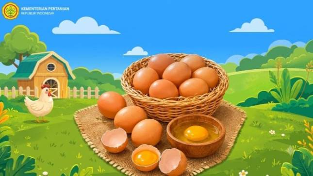 Lindungi Peternak Kecil, Pemerintah Dorong Serapan Telur untuk Program MBG