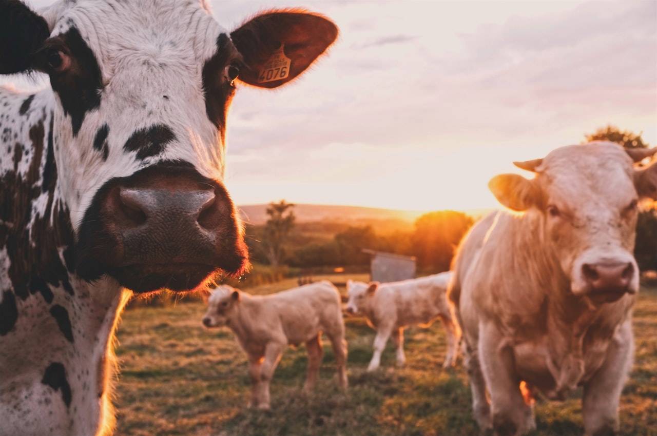 Pemanfaatan Energi Gas Bio dari Kotoran Sapi: Panduan Lengkap Biogas untuk Peternak
