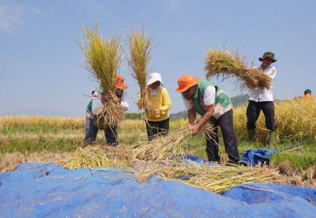 Wow, Panen Padi Temanggung Tembus 10,2 Ton/Ha, Komisi IV DPR dorong Pemupukan Berimbang