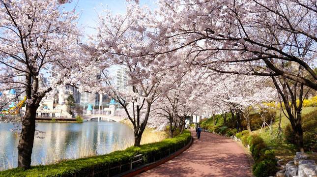 Di Mana dan Kapan Waktu yang Tepat Untuk Menikmati Keindahan Bunga Sakura?