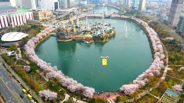 Seoul dan Pulau Jeju Sambut Musim Semi dengan Berbagai Festival Cherry Blossom