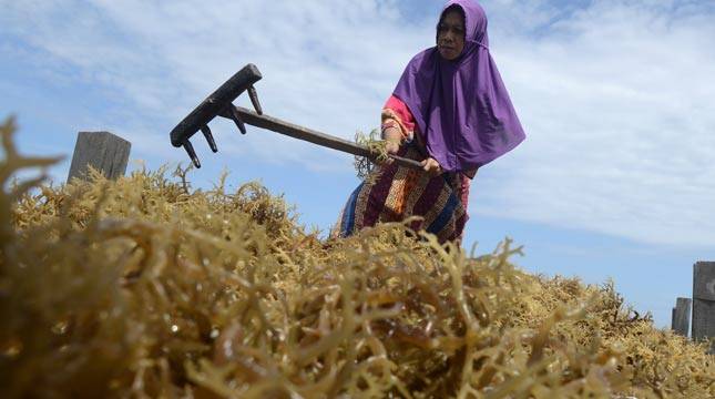 Pasar Global Mencapai USD7,79 Miliar, Industri Rumput Laut Indonesia Bakal Melejit