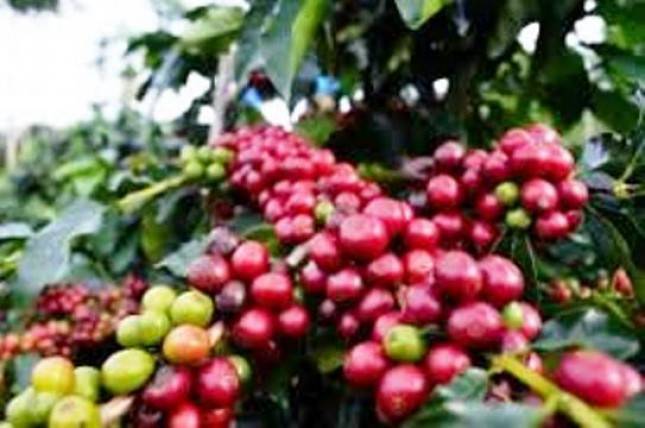 Pengusaha Malaysia akan Investasi Industri Mamin di Sumut