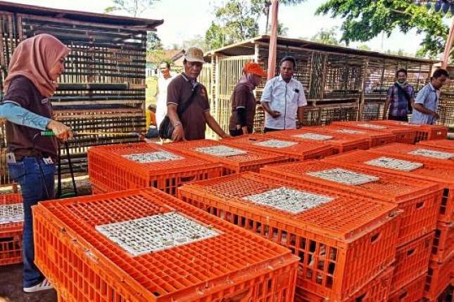 Lewat Beternak Ayam, Kementan Ingin Entaskan Kemiskinan Jember
