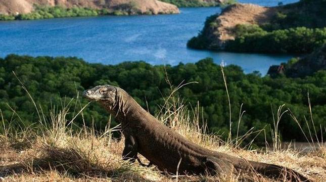 Polemik Penentuan Tarif Masuk Taman Nasional Komodo Harus Berlandaskan Keilmuan dan Komunikasi Publik