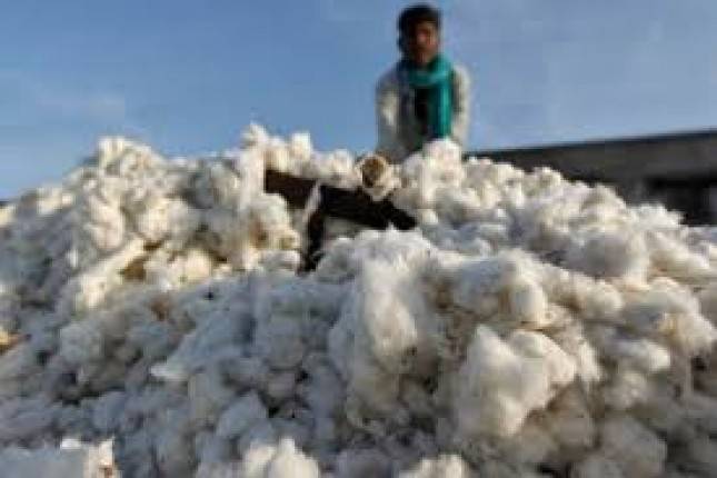 Wow! 99 Persen Kapas Bahan Baku Tekstil Masih Impor