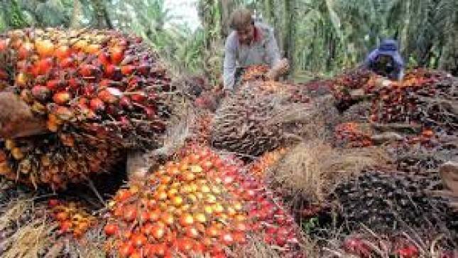 Belanda dan Indonesia Teken MoU untuk Industri minyak kelapa sawit yang berkelanjutan