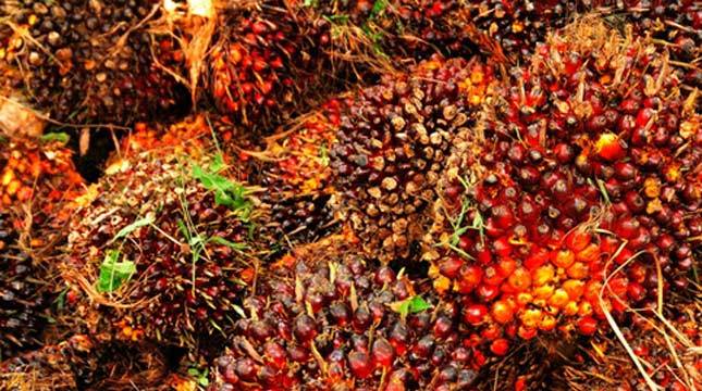 Harga CPO Malaysia Bakal Terbebani Penurunan Ekspor dan Apresiasi Ringgit