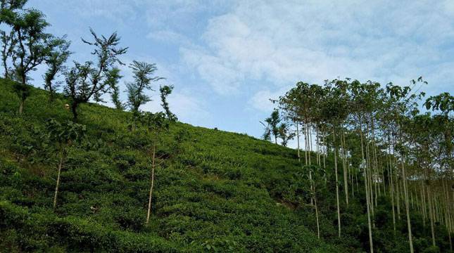 Wiwitan Petik 2019 Kebun Liki,  Berkah Kebun Teh Terbaik Indonesia