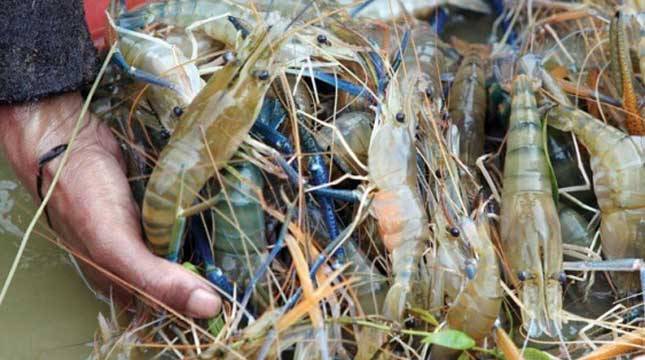 Keren! Angkat Daya Saing Udang dan Emas Hijau di Pasar Dunia, Kementerian Kelautan Gandeng UNIDO