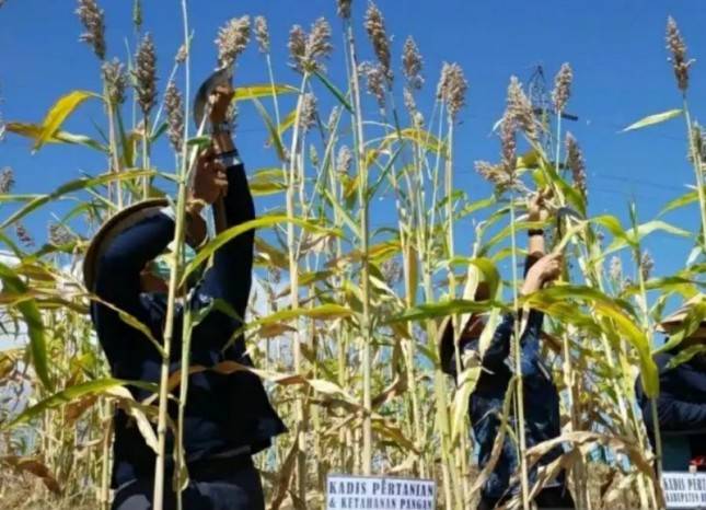 Sebagai Pangan Alternatif, Buleleng Panen Perdana Benih Sorgum