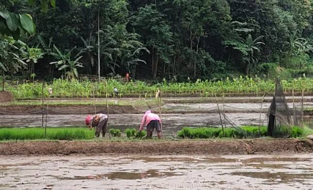 Berhasil Atasi Keong Mas, Pertanaman di Lebak Jalan Terus
