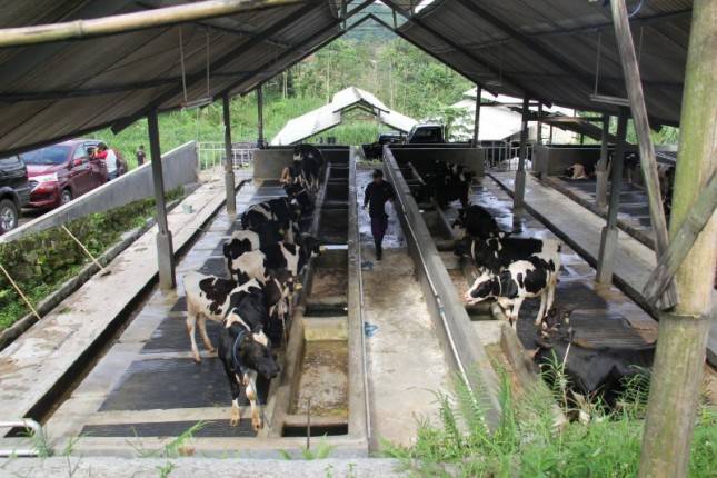 Kementan Siapkan Program Peningkatan Produksi Susu Nasional