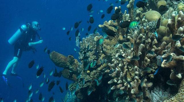 Festival Bunaken, Meriahkan Festival Wisata Sulawesi Utara