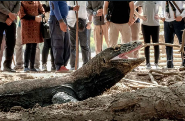 Harga Tiketnya Sama, Sandiaga Uno: Wisatawan Bisa Lihat Komodo di Pulau Rinca