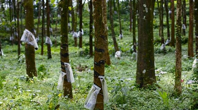 Pusri dan Sentosa Mulia Bahagia Bekerjasama Dukung Peningkatan Produktivitas Sawit dan Karet