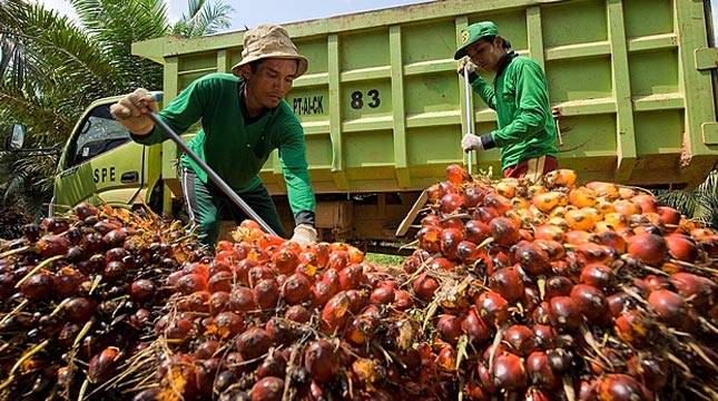 Pajak Impor Dinaikkan, Harga CPO Malaysia Berpotensi Turun