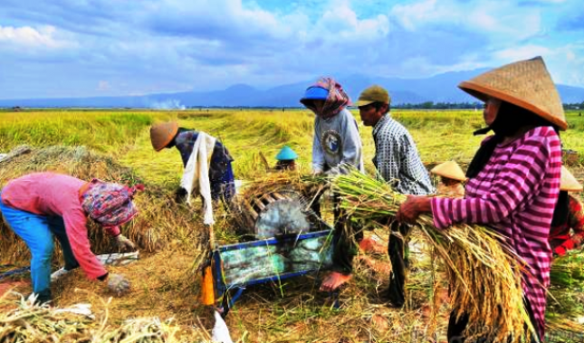 Sedih, Gara-gara Harga Gabah Anjlok, Panen Raya Tahun Ini Malah Buat Petani Murung