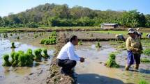 (Ig Amran/AI) Mentan Amran Sulaiman saat berbincang-bincang santai dengan salah satu ibu buruh tani di tengah pematang sawah