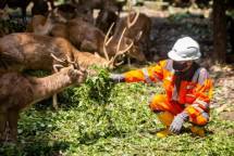 Karyawan SIG memberi pakan rusa timor (cervus timorensis) di area konservasi Hutan Kota Pabrik Cilacap, Jawa Tengah. 