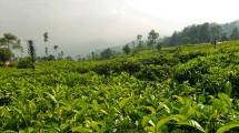 Ilustrasi kebun teh (ist)