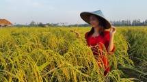Musim Kemarau Berdampak Poduksi Beras Cianjur Turun