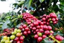 Penikmat Kopi di Jepang Kembali Bisa Menikmati Kopi Lamongan