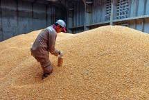 Stok Jagung Tahun Ini Cukup, Produksi Pakan Tak Ada Masalah 
