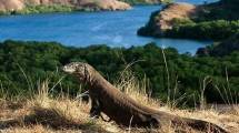 Polemik Penentuan Tarif Masuk Taman Nasional Komodo Harus Berlandaskan Keilmuan dan Komunikasi Publik