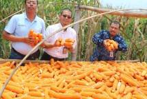 Panen raya jagung di Pacitan