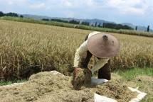 Kementan Genjot Serapan Gabah Petani Wilayah Jawa Timur