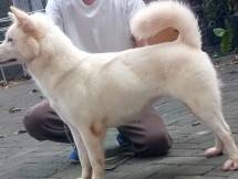 Anjing Kintamani Bali