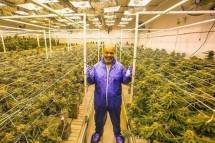 Petinju Dunia, Mike Tyson Bakal Bangun Resor Ganja di Tengah Gurun California