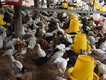 Peternakan ayam