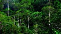 Hutan