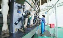 80% Bahan Baku Industri Pengolahan Susu Masih Impor, Pemerintah Harus Gerak Cepat