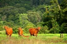 Taman Nasional Alas Purwo terletak di Kecamatan Tegaldlimo dan Kecamatan Purwoharjo, Kabupaten Banyuwangi, Jawa Timur (Foto: anekatempatwisata.com)