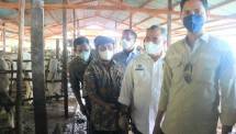 Kementan Optimis Desa Korporasi Sapi Mampu Tingkatkan Populasi dan Produksi Dalam Negeri