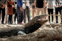 Taman Nasional Komodo (TNK) (Foto: Kemenparekraf)