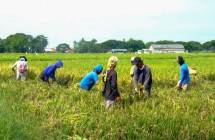 PT Wilmar Padi Indonesia (WPI) 