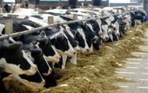 Kondisi Peternak Sapi Perah Nasional Lesu Darah