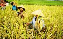 Sektor agri-food Hadapi Risiko Pemulihan Terbesar di aAsia Tenggara 