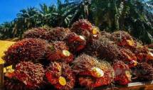 (Foto Ist) industri sawit