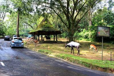 Taman Safari Indonesia (Source: Wikimedia Commons)