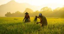 Kementan Kembali Raih Opini WTP 2025, Menteri Amran: Setiap Rupiah Harus Kembali untuk Petani